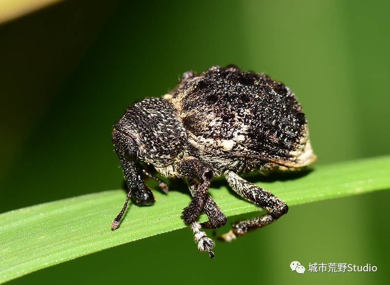 探索摄影艺术的宝库，3天牛图库的深度解析3天牛图库总汇