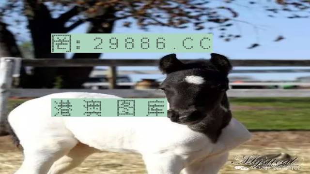 澳彩开奖结果查询，理性看待彩票，享受生活乐趣49629澳彩开奖结果查询使用方法